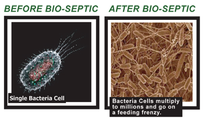bacteria